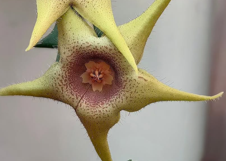 Huerorbea 'Butter star' 5 Pieces Seeds