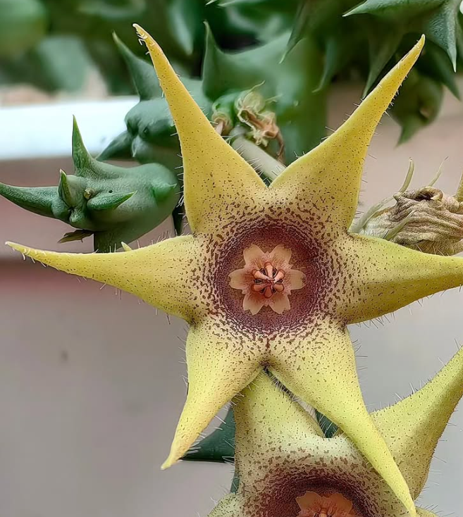 Huerorbea 'Butter star' 5 Pieces Seeds