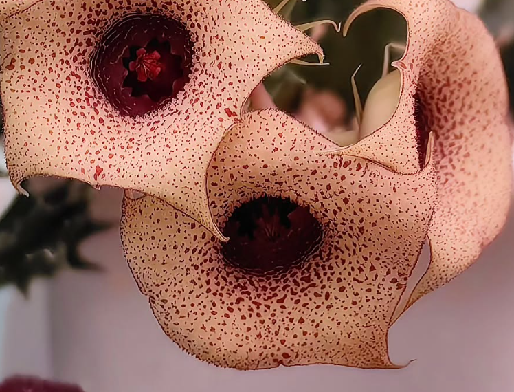 Huernia 'Sand grain' 5 Pieces Seeds