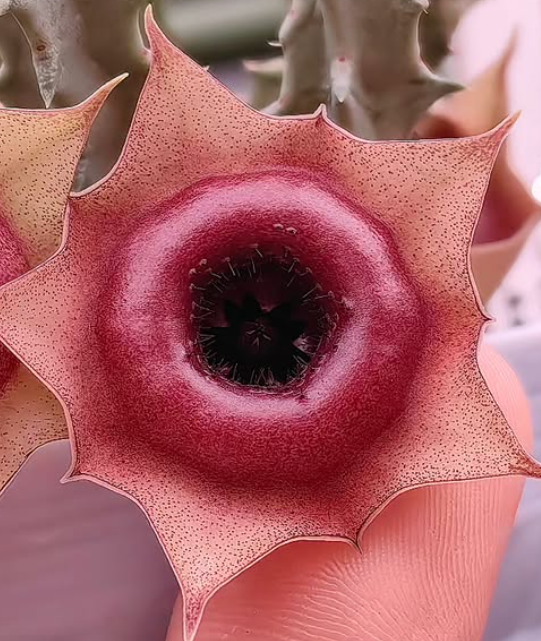 Huernia 'See a dentist' 5 Pieces Seeds