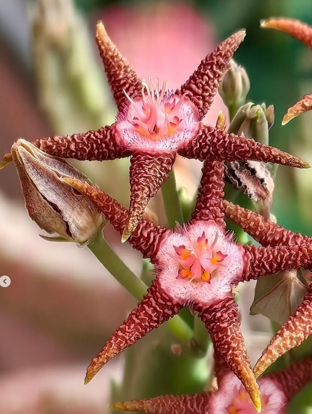 Stapelia flavopurpurea brown 7 Pieces Seeds
