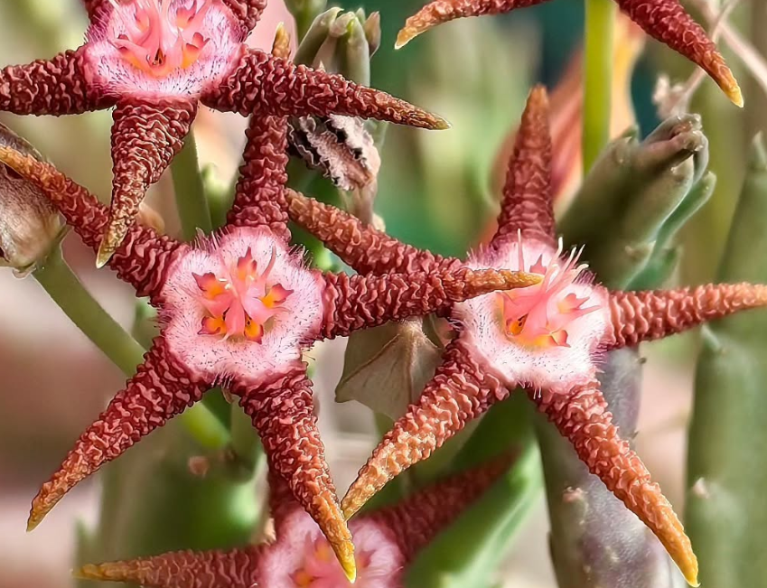 Stapelia flavopurpurea brown 7 Pieces Seeds