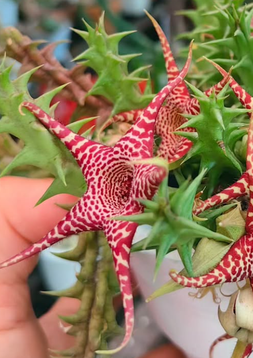 Huerorbea 'Phoenix' 5 Pieces Seeds