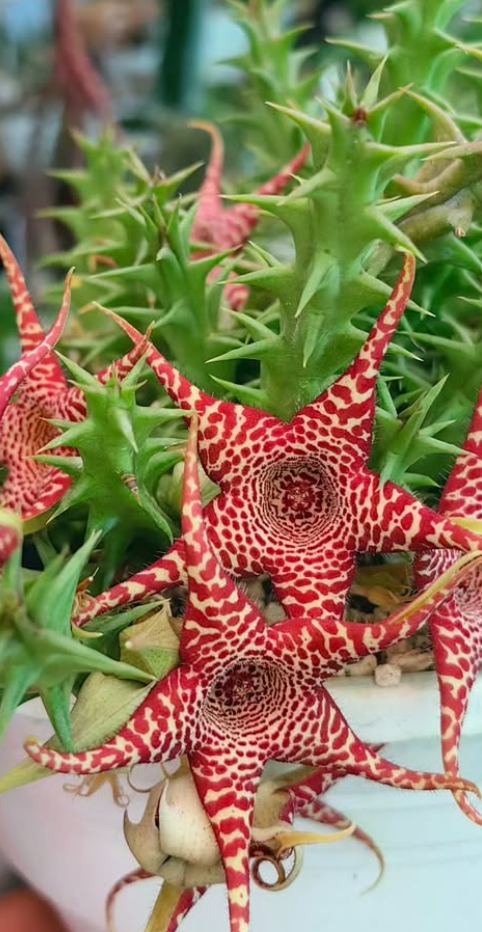 Huerorbea 'Phoenix' 5 Pieces Seeds