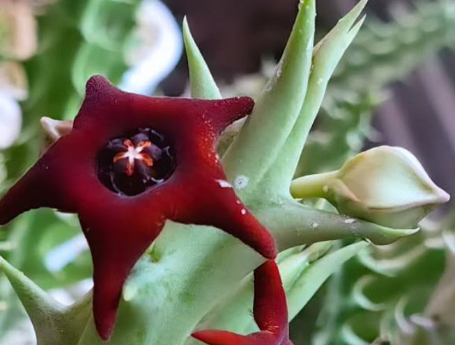 Orbea 'Carmine' 5 Pieces Seeds