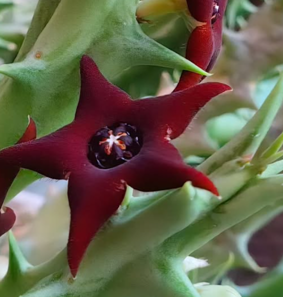 Orbea 'Carmine' 5 Pieces Seeds