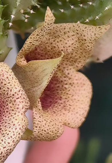 Tavaresia meinjetsii 6 Pieces Seeds