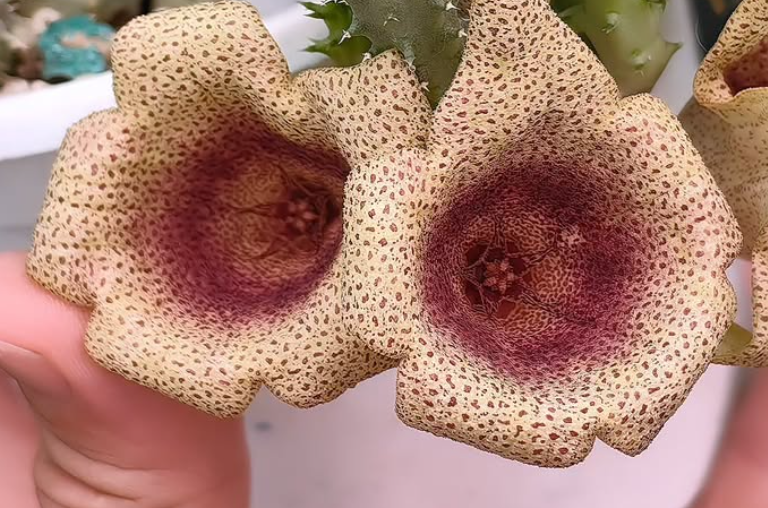 Tavaresia meinjetsii 6 Pieces Seeds
