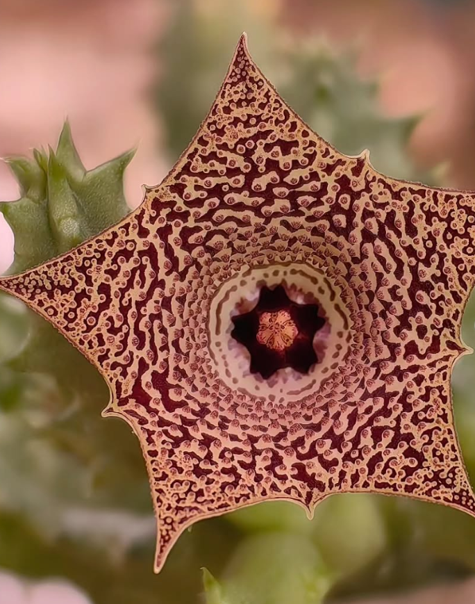 Huernia mccoyi 5 Pieces Seeds