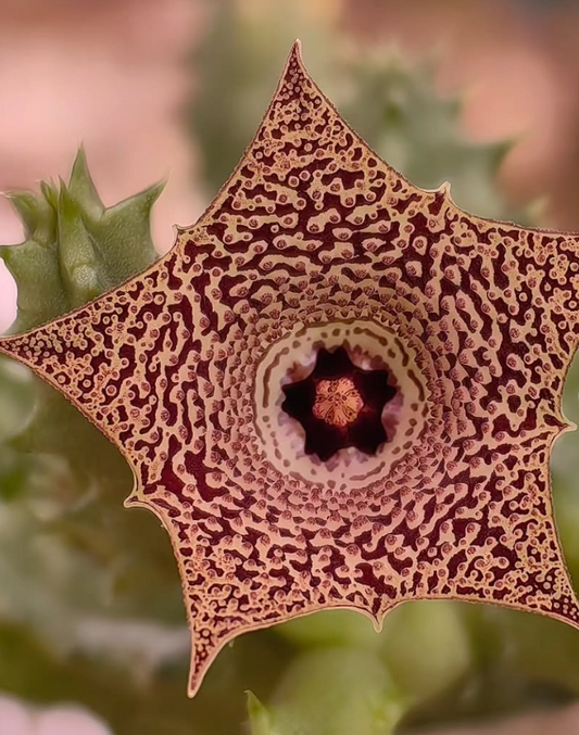 Huernia mccoyi 5 Pieces Seeds