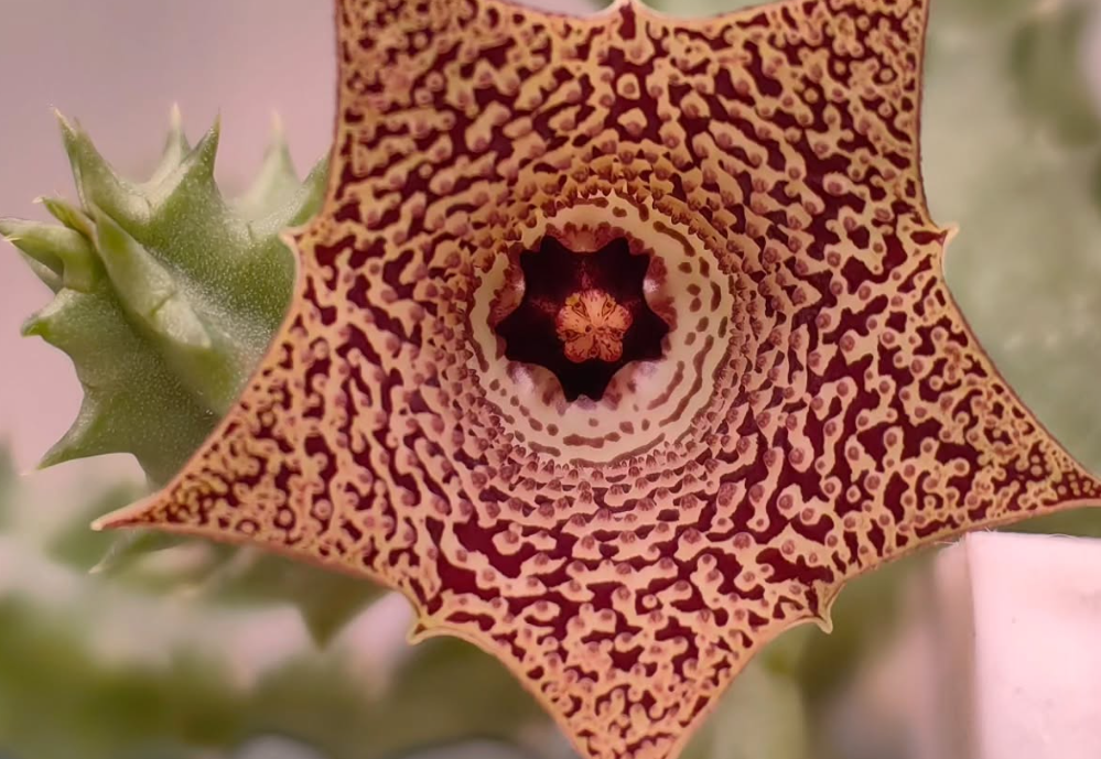 Huernia mccoyi 5 Pieces Seeds