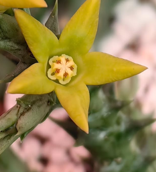 Orbea demboefii 5 Pieces Seeds