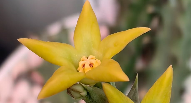 Orbea demboefii 5 Pieces Seeds