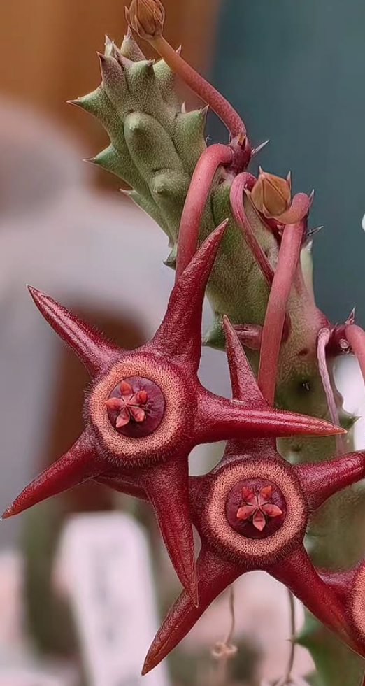 Duvalia 'Hellboy' 6 Pieces Seeds