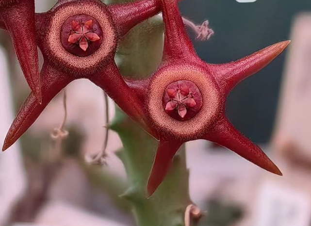 Duvalia 'Hellboy' 6 Pieces Seeds
