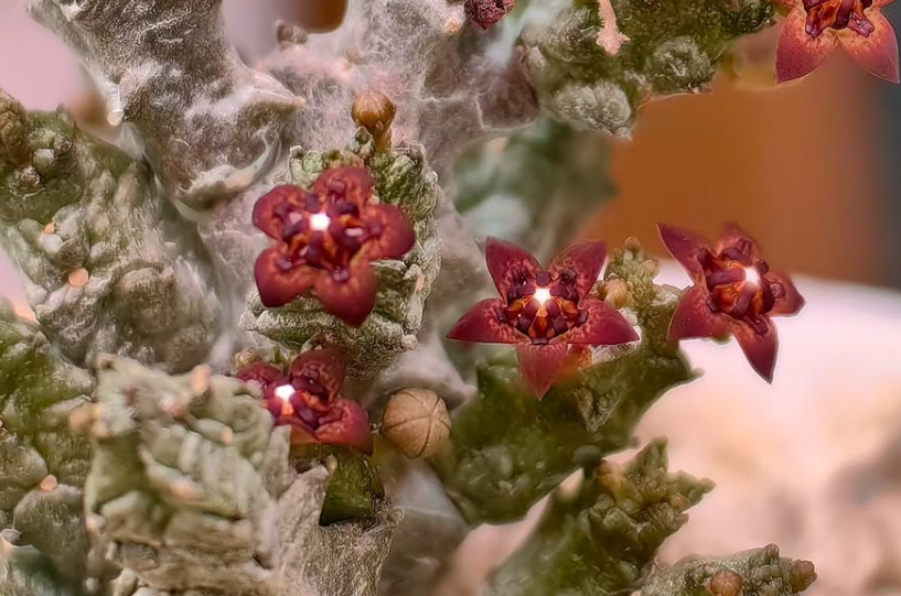 Pseudolithos mccoyi 10 Pieces Seeds