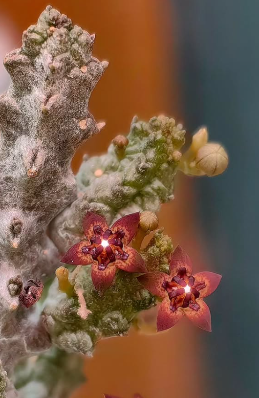 Pseudolithos mccoyi 10 Pieces Seeds