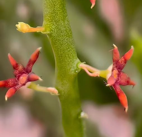 Caralluma sarkariae Red 5 Pieces Seeds