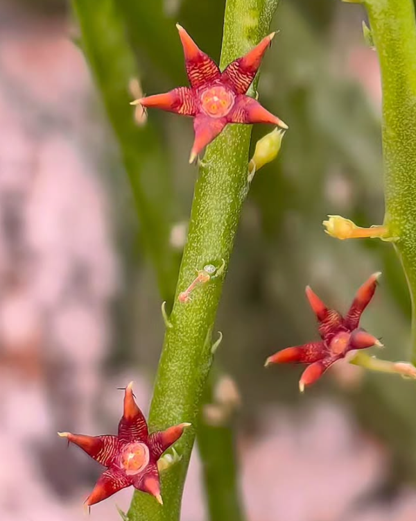 Caralluma sarkariae Red 5 Pieces Seeds
