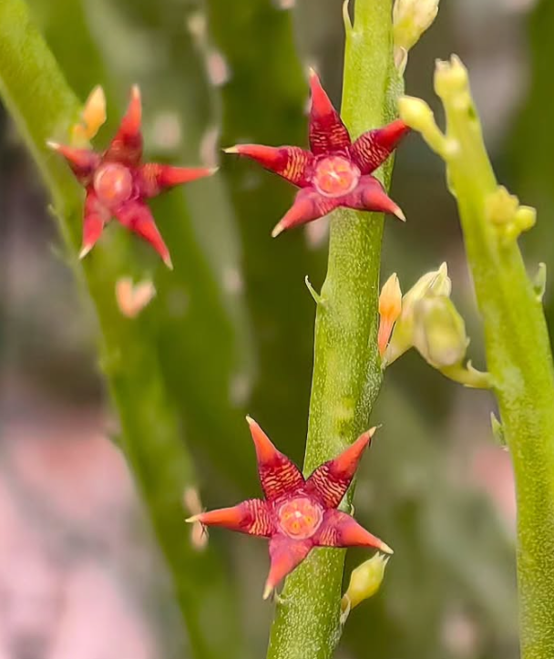 Caralluma sarkariae Red 5 Pieces Seeds