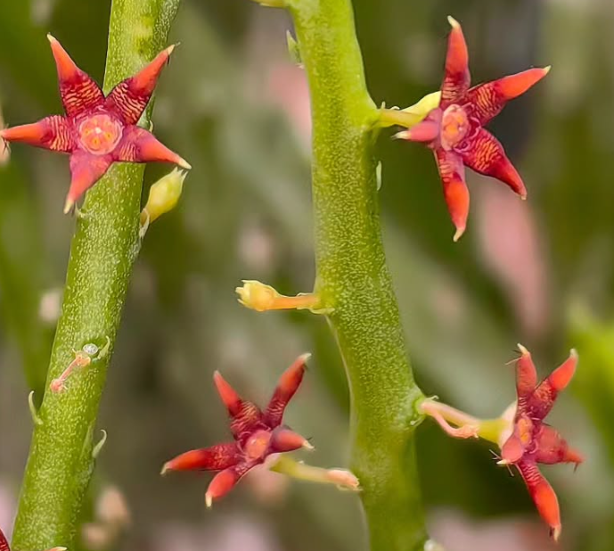 Caralluma sarkariae Red 5 Pieces Seeds