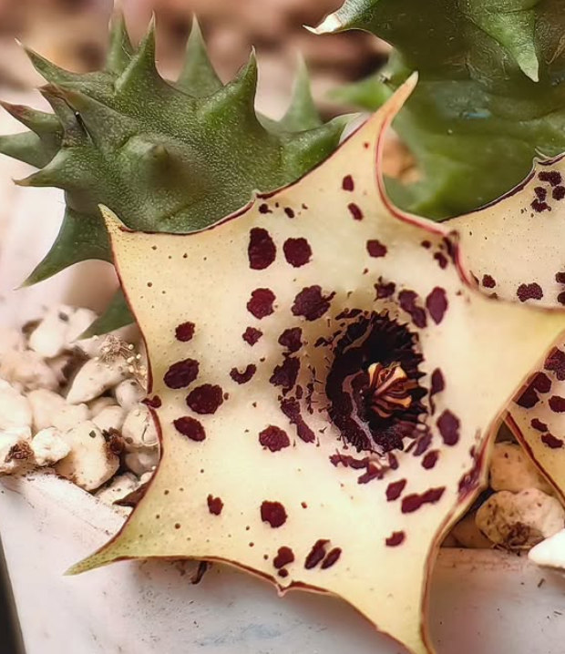 Huernia 'Orion' 5 Pieces Seeds