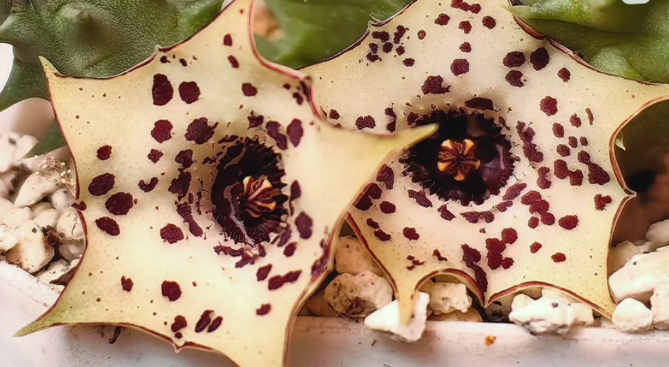 Huernia 'Orion' 5 Pieces Seeds