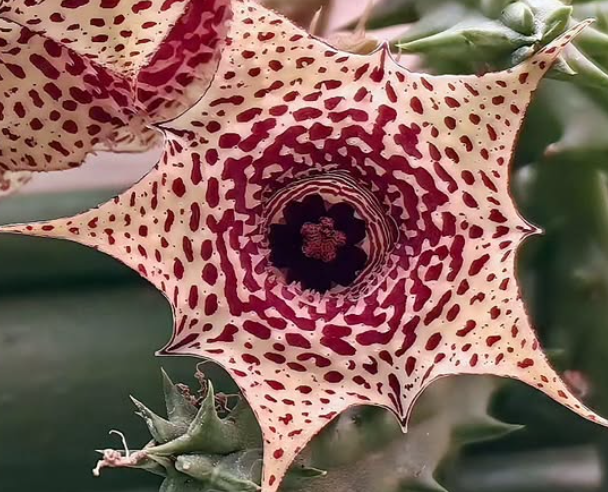 Huernia 'Starburst' 5 Pieces Seeds
