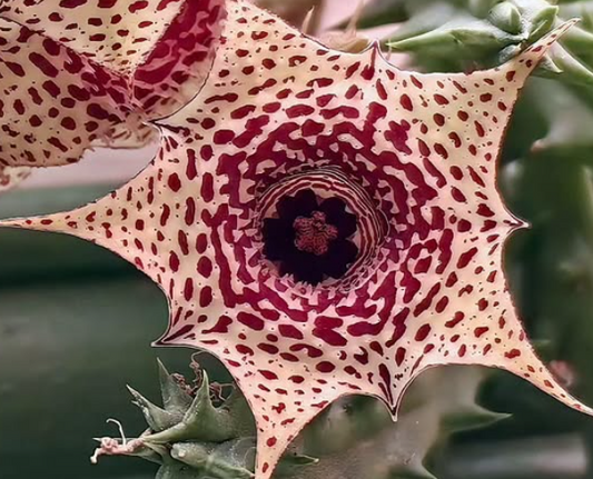 Huernia 'Starburst' 5 Pieces Seeds