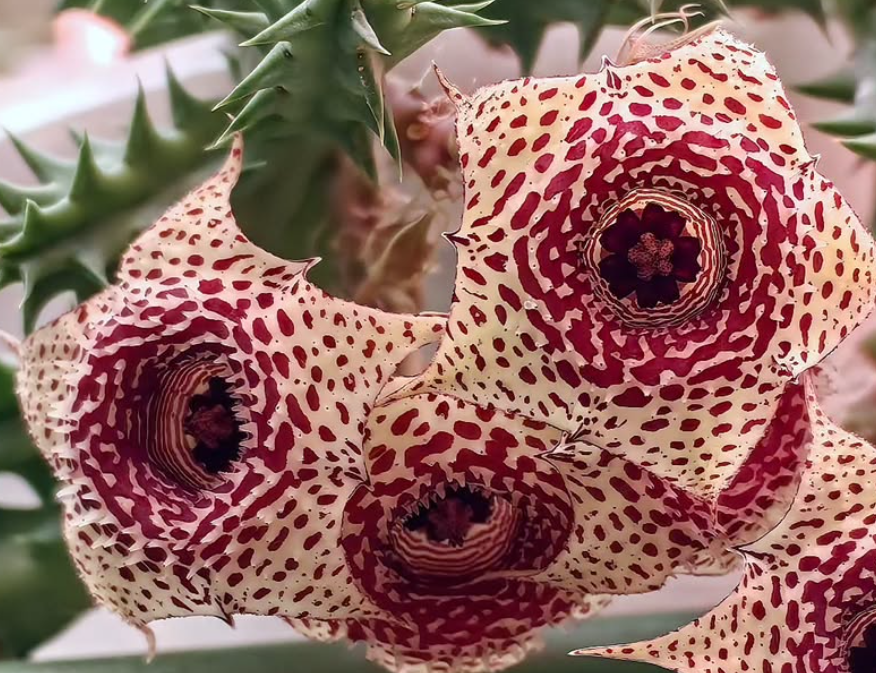 Huernia 'Starburst' 5 Pieces Seeds