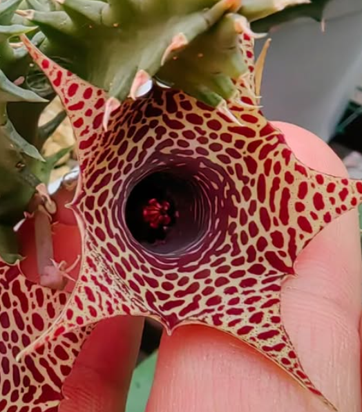 Huernia 'Giraffe' 5 Pieces Seeds