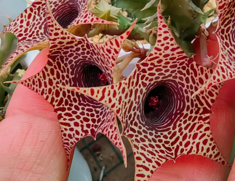 Huernia 'Giraffe' 5 Pieces Seeds