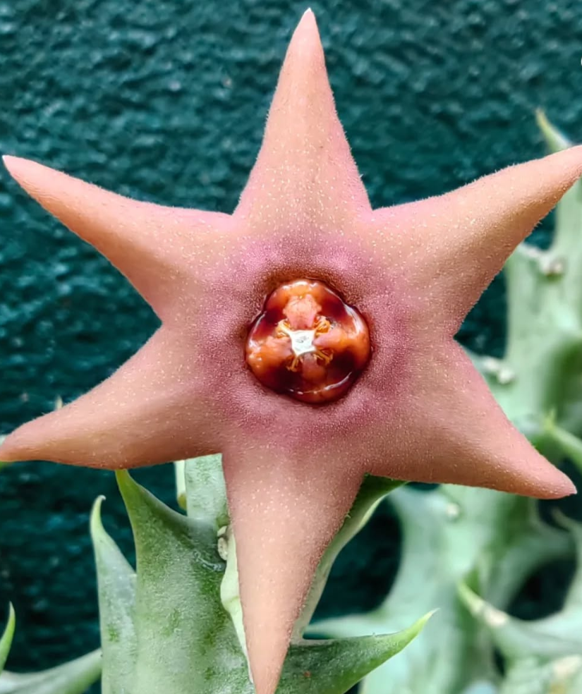 Orbea 'Tere' 5 Pieces Seeds