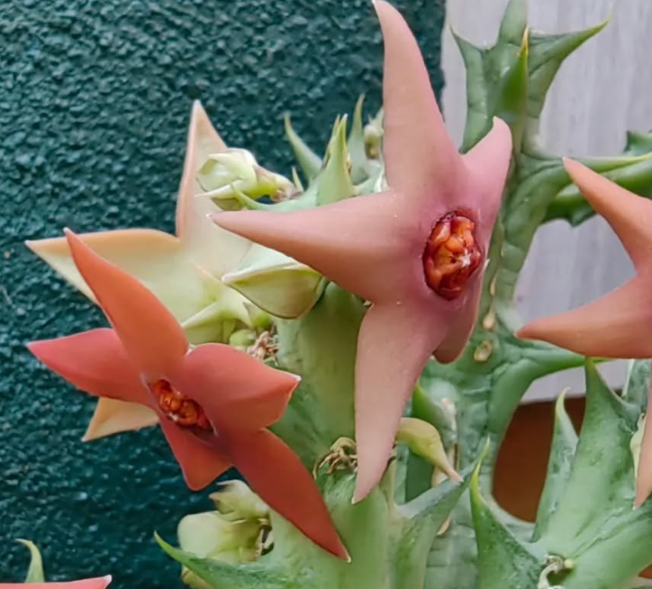 Orbea 'Tere' 5 Pieces Seeds