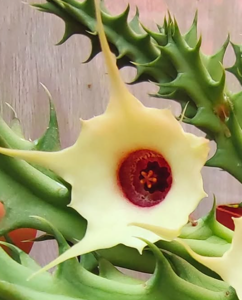 Huernia 'Arcadia' 5 Pieces Seeds