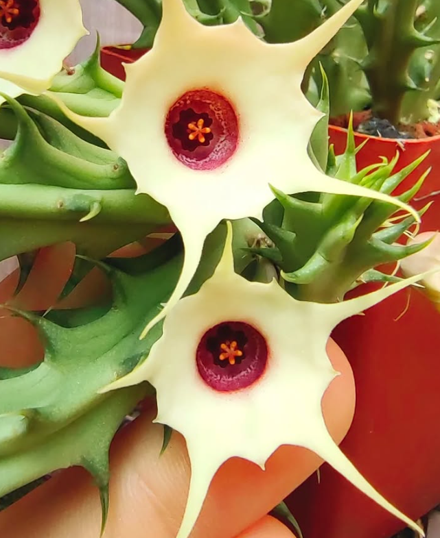 Huernia 'Arcadia' 5 Pieces Seeds