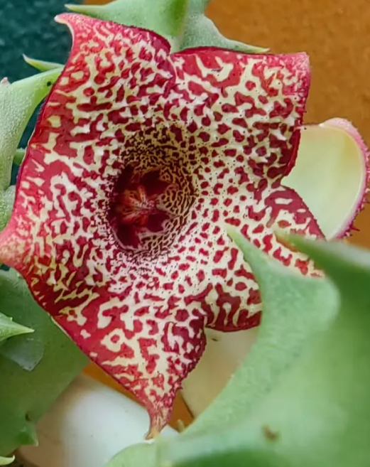 Huerorbea 'Bloodburst' 5 Pieces Seeds