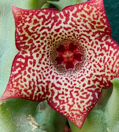 Huerorbea 'Bloodburst' 5 Pieces Seeds