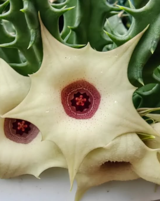 Huernia 'White Star' 5 Pieces Seeds