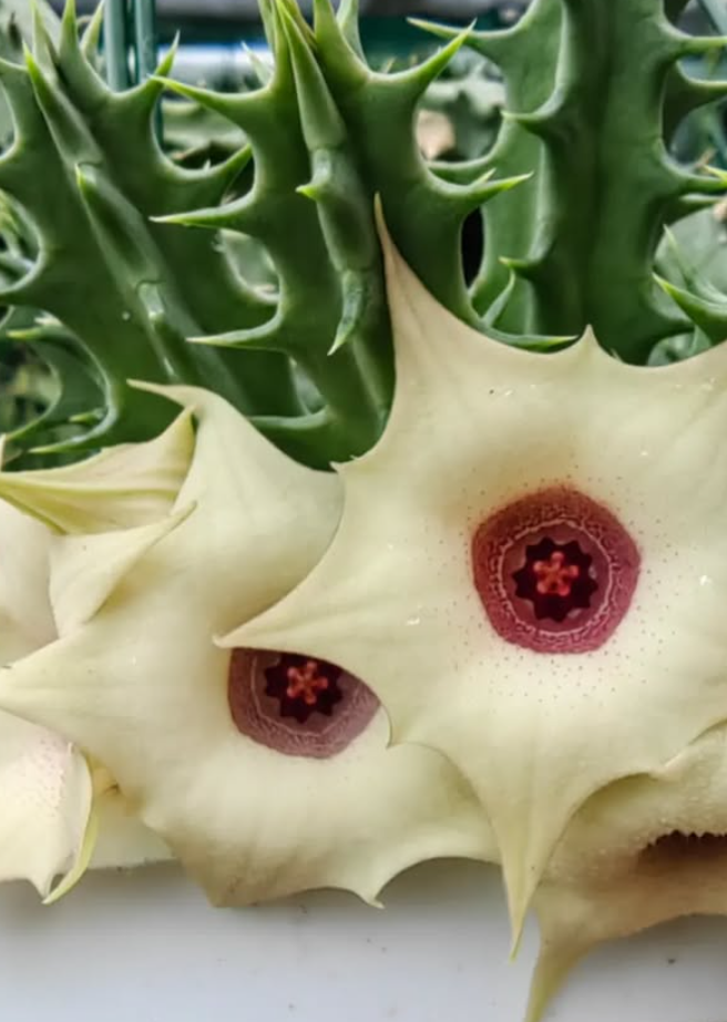 Huernia 'White Star' 5 Pieces Seeds