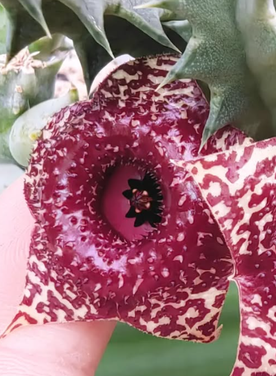 Huernia 'Caramelo' 5 Pieces Seeds