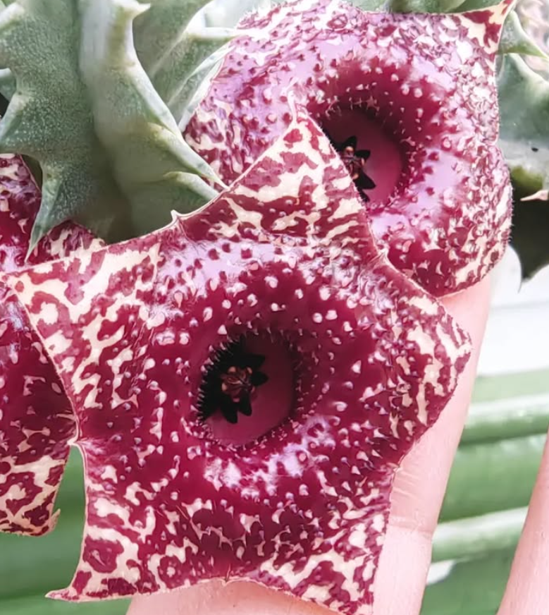 Huernia 'Caramelo' 5 Pieces Seeds