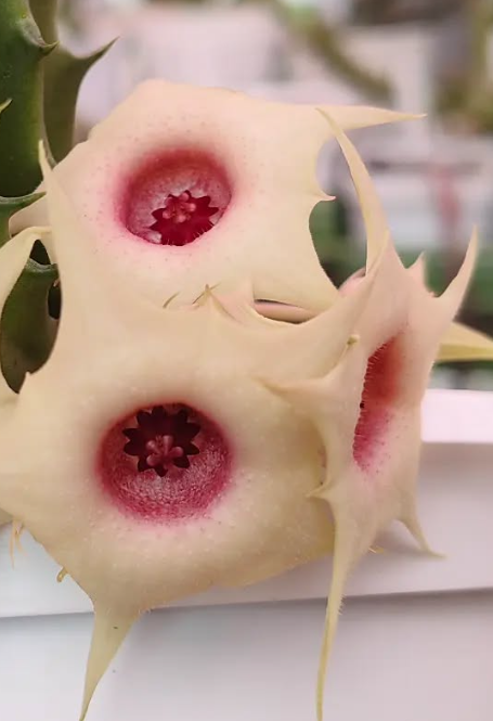 Huernia 'Creamy Star' 5 Pieces Seeds