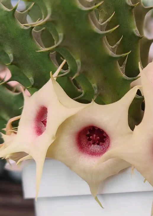 Huernia 'Creamy Star' 5 Pieces Seeds