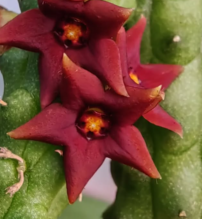 Echidnopsis 'Fernando' 5 Pieces Seeds