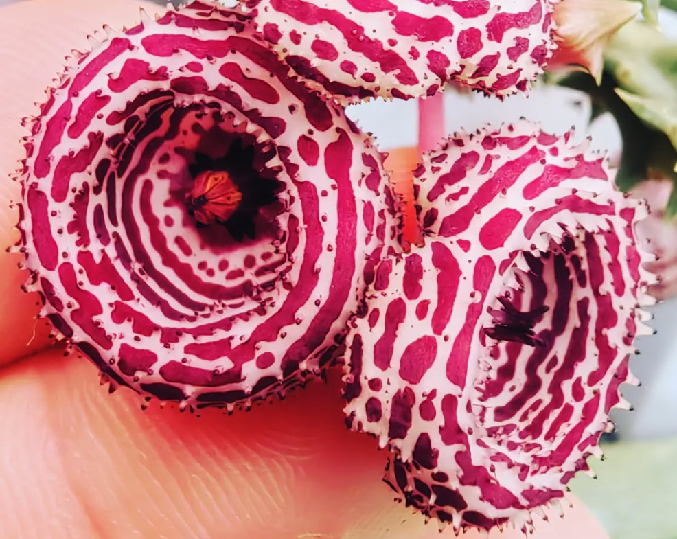 Huernia 'Ring of Fire' 5 Pieces Seeds