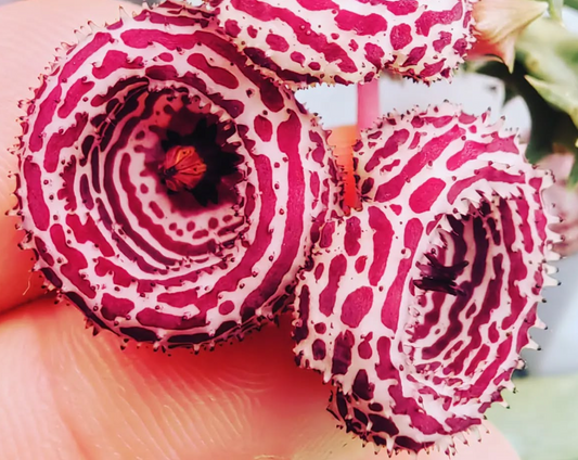 Huernia 'Ring of Fire' 5 Pieces Seeds