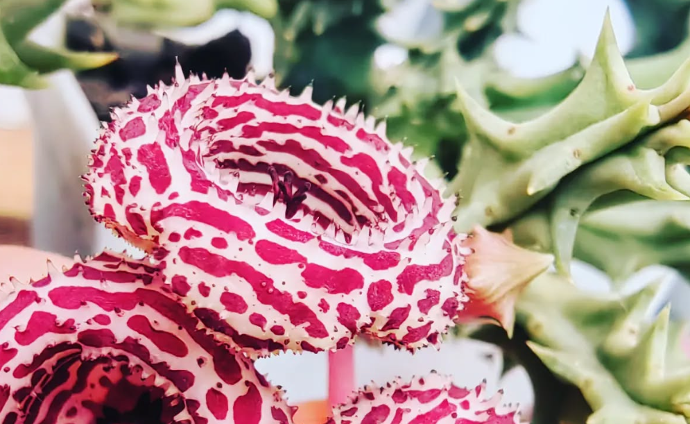 Huernia 'Ring of Fire' 5 Pieces Seeds