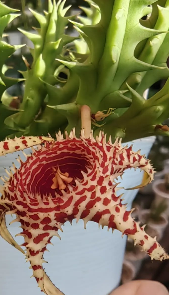 Huernia 'Brittle Star' 5 Pieces Seeds