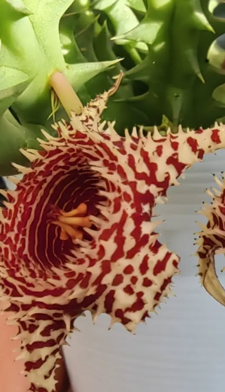 Huernia 'Brittle Star' 5 Pieces Seeds